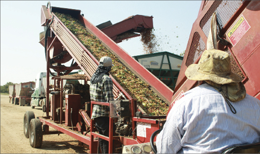 Yield is robust in ‘off’ year for pistachios
