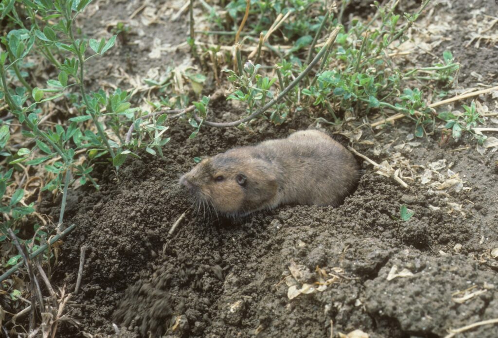 Organic growers can manage burrowing rodents with new guide tips