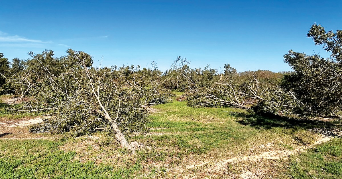 Trees uprooted from hurricane damage.