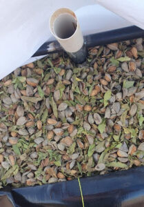 Almonds and ambient aeration