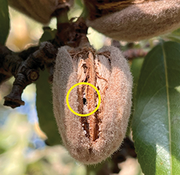 Almond with a hole chewed threw it by a carpophilus adult.