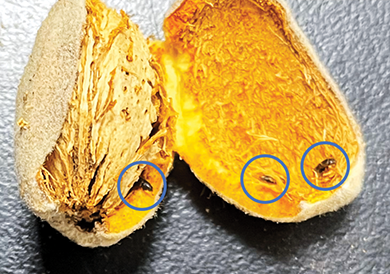 UCCE releases Carpophilus beetle identification guide