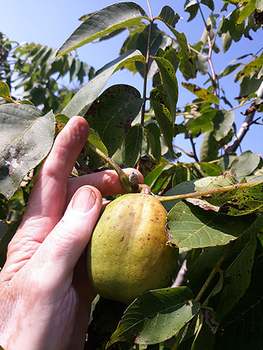 New York Nut Growers Association Summer Meeting set for July 24