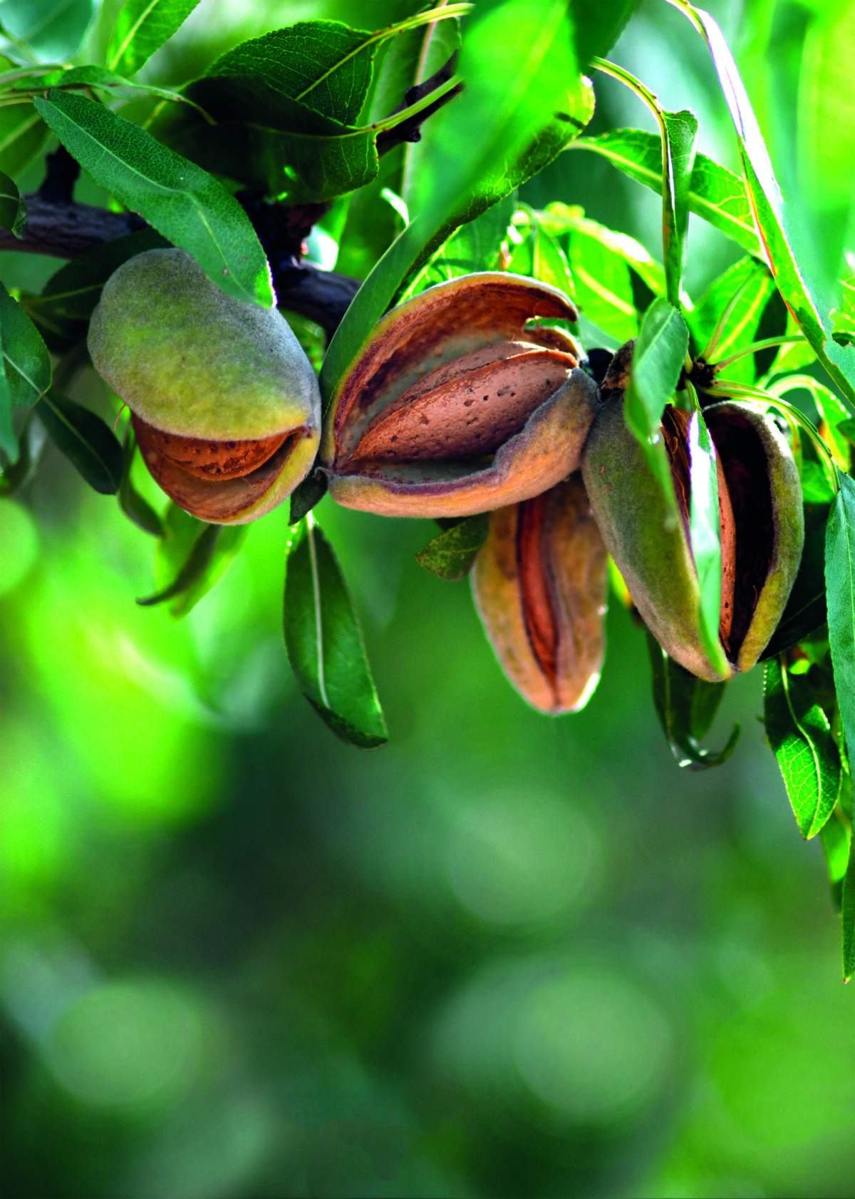 Close-up of almonds ready for harvest.