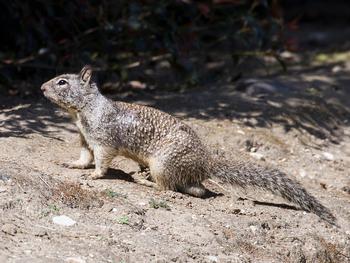 Vertebrate pest webinar series scheduled in California