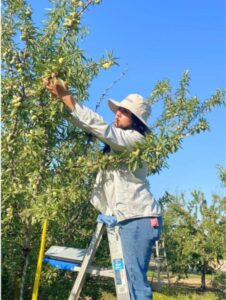 Woman standing on ladder while picking almonds from tree.