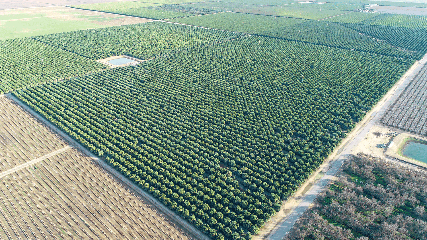 Aerial view of crops from a drone