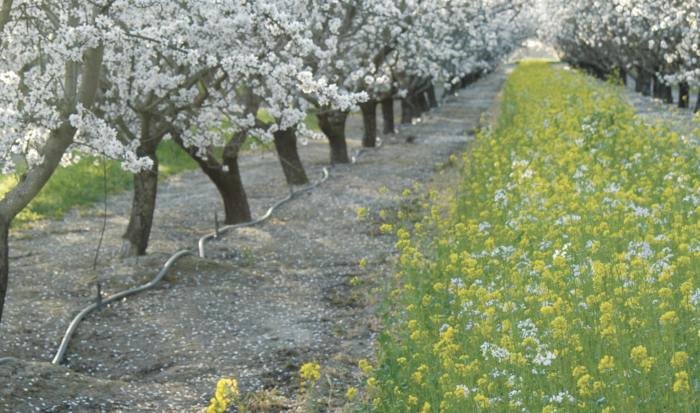 Cover crops emphasize bee health for almond bloom