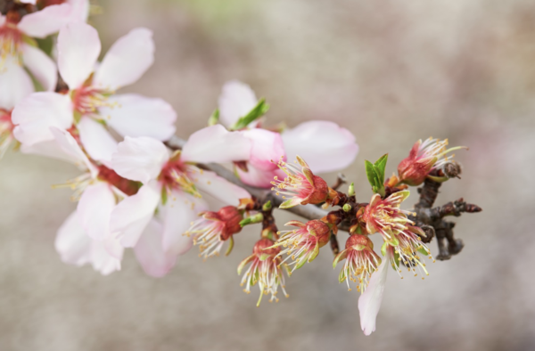 Almond Board issues guidance reminder for fluopyram use in 2022