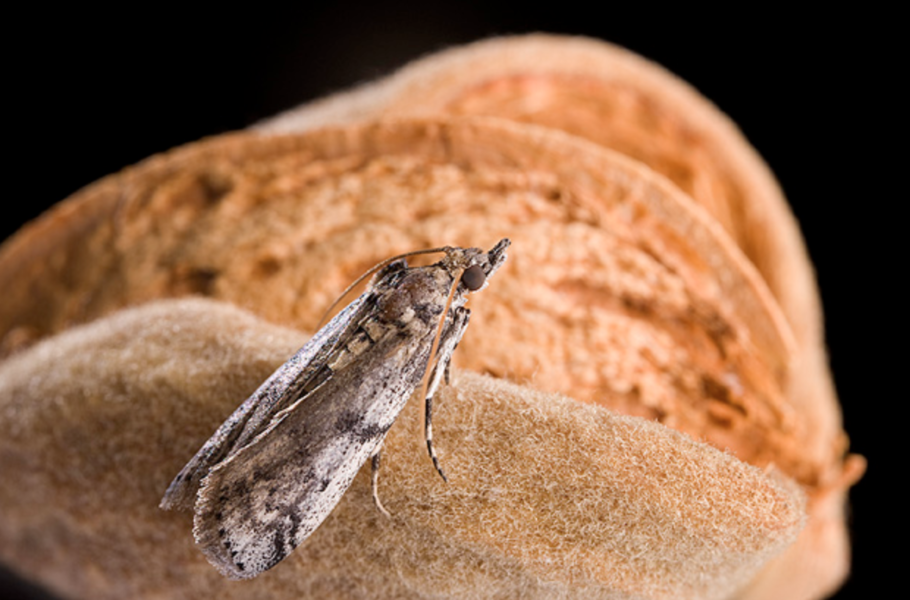 Industry looks skyward to take on major pest