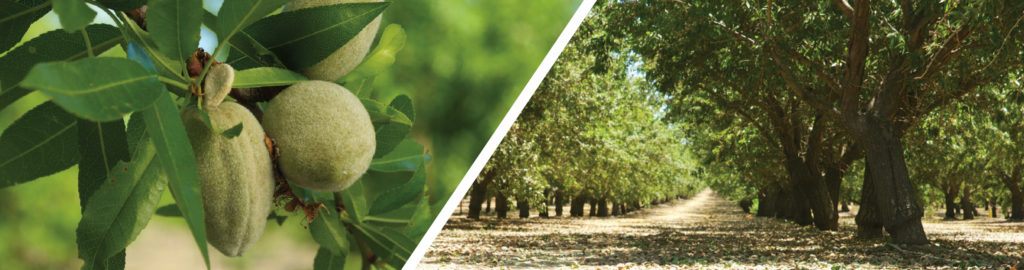 Be wary of small orchard pests afflicting tree health, nut quality and yield