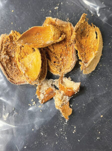 Nuts damaged by pests.