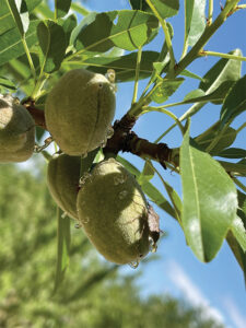 A bug feeding on a developing almond.