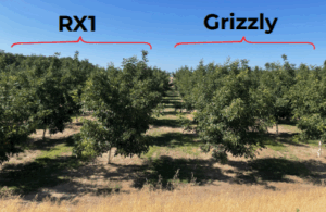 Walnut trees growing in an orchard.
