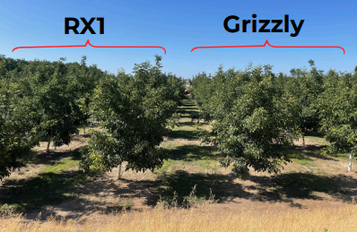 UC Cooperative Extension to host Walnut Field Day on July 18