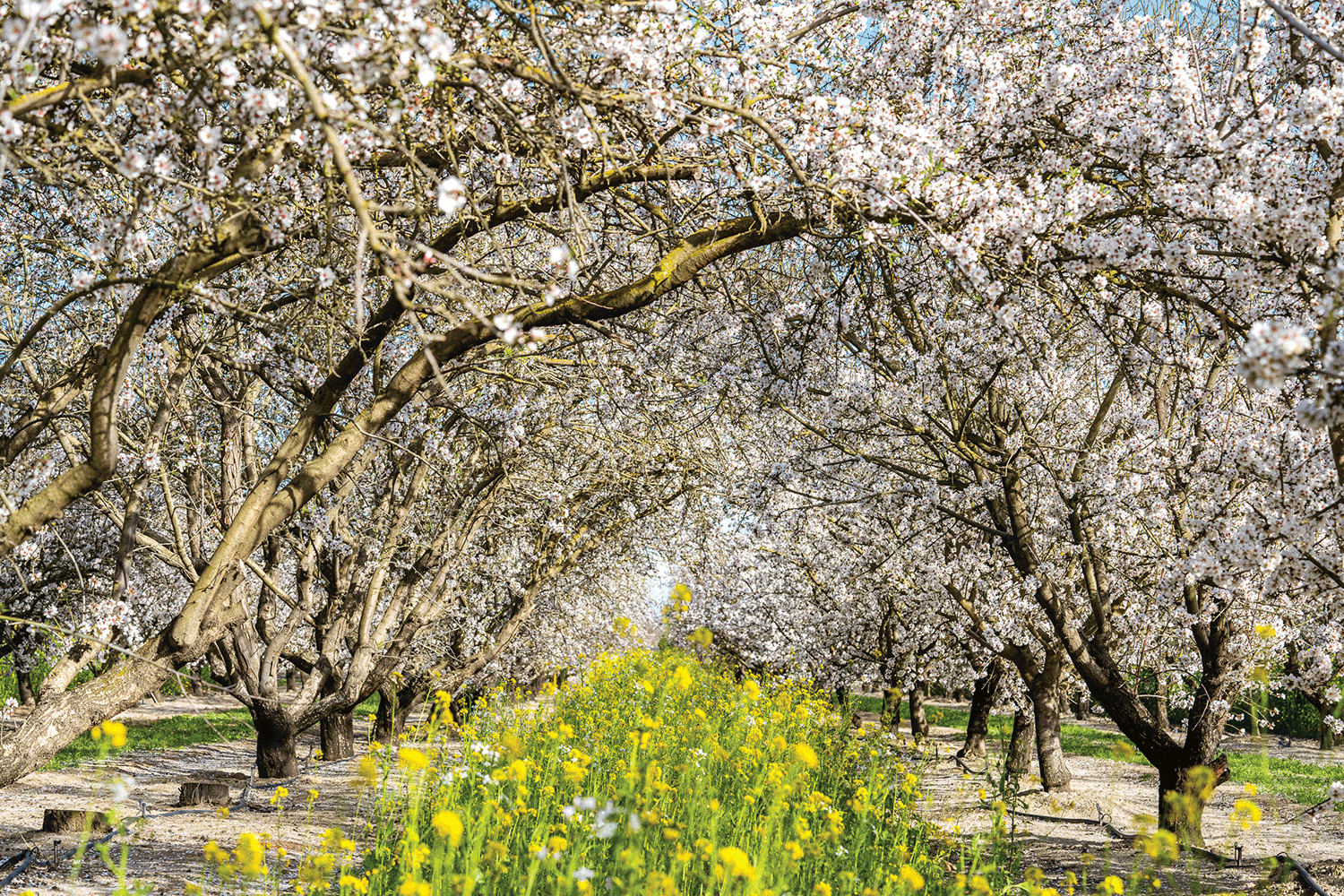Almond orchard in bloom.