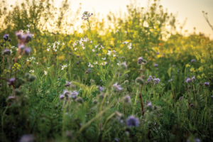 Cover crops help provide permeation of water in the orchards, which can lessen the amount of standing water when heavy rains fall. Photos courtesy of Almond Board of California.