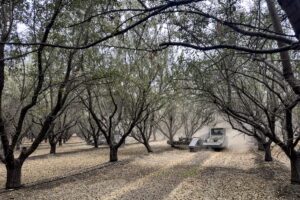 Piece of farm equipment driving through an almond orchard.
