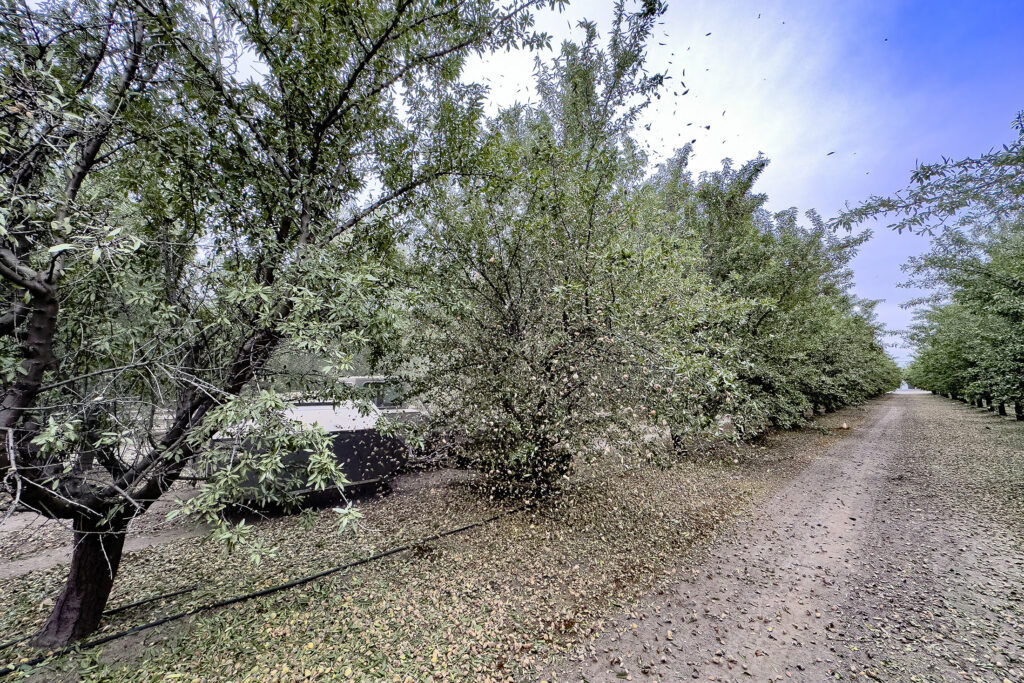 Almond harvest picks up despite pest, weather pressures