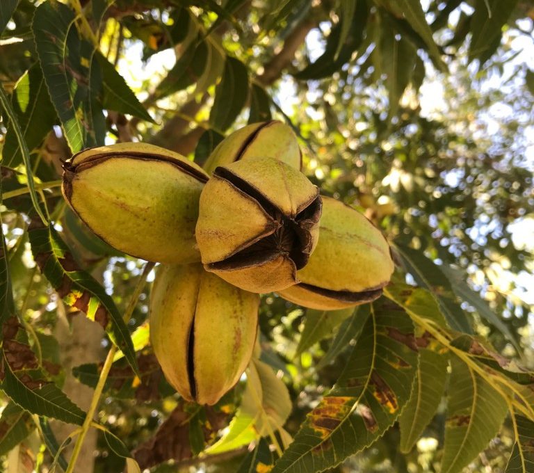 Don’t fail to keep trees hydrated during nut maturity/shuck split