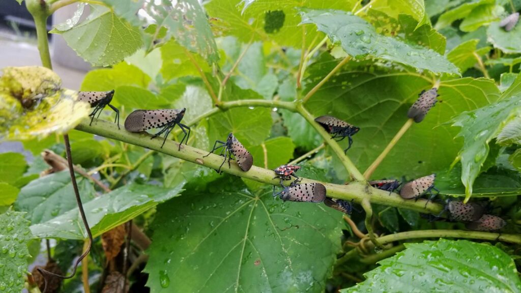 APHIS provides an update on spotted lanternfly activities