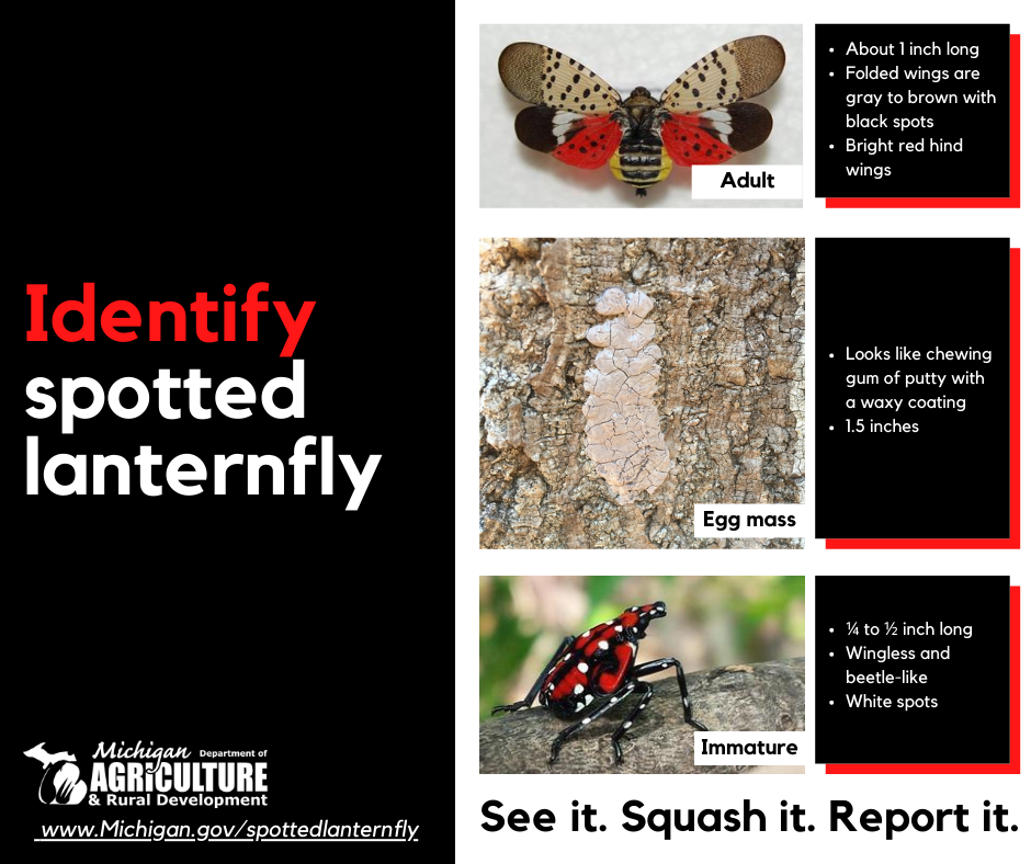 Spotted Lanternfly detected in Monroe County, Michigan