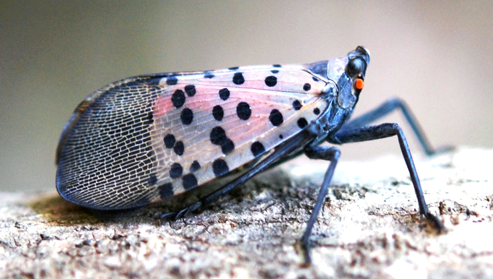 California joins fight against spotted lantern fly