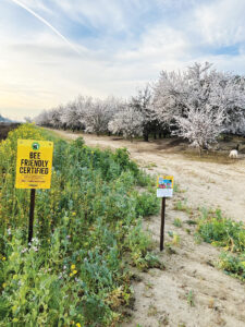 Habitat in bloom alongside almond trees