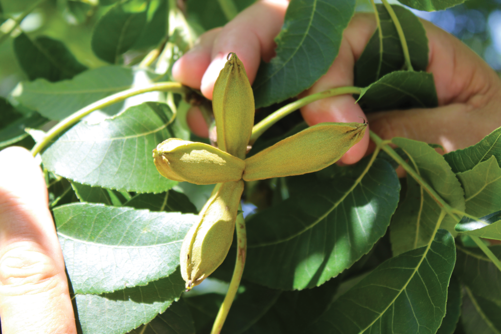 American Pecan Council unveils unified strategy to promote nutrition, growth