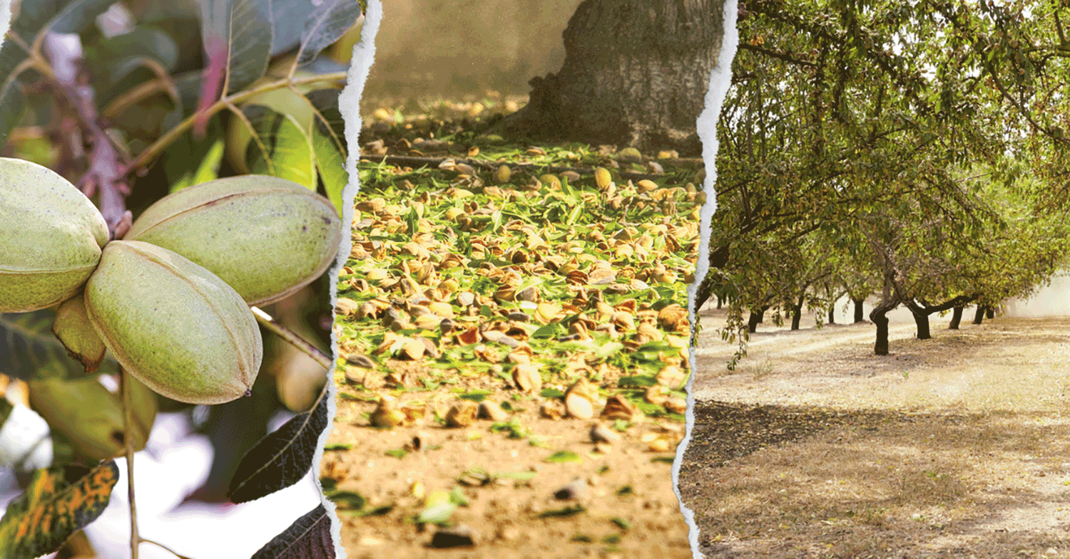 Pecan, pistachio and almond trees WP Feature image