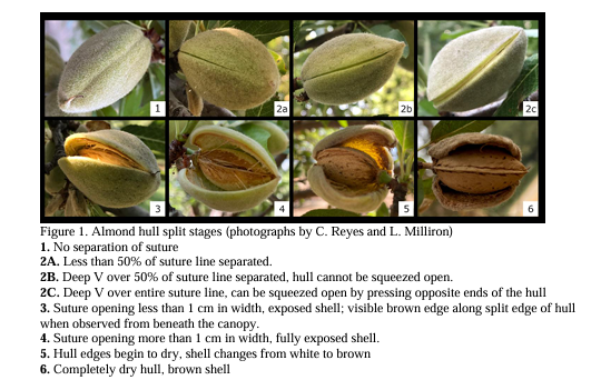 UC Cooperative Extension’s latest insights on almond orchard management