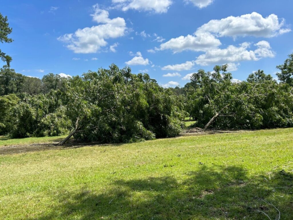 UGA Extension reports Hurricane Idalia pecan tree damage