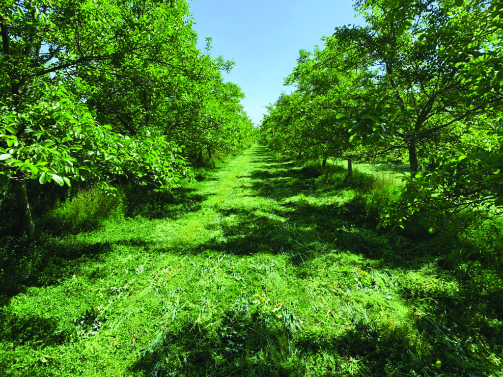Walnut grove with cover crops on a sunny day with blue skies.