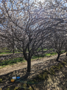 Bee bowls on the ground beneath an almond tree.