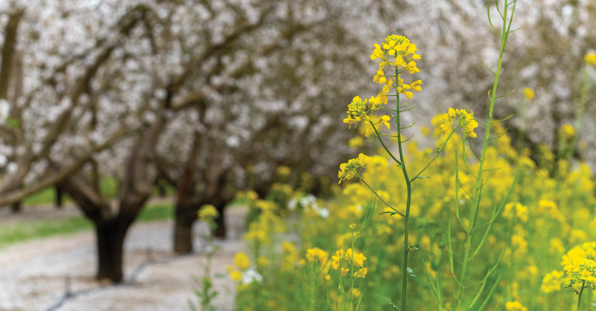 Cover crops in almond orchard. Photo courtesy of Almond Board of California.
