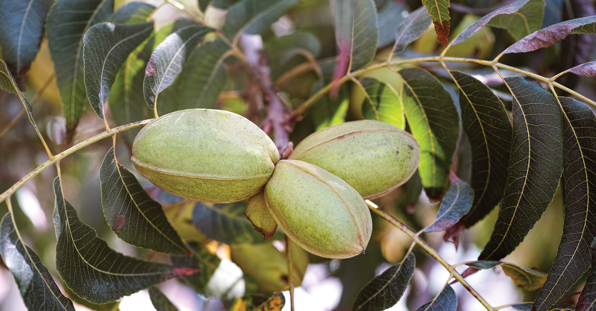 Close-up of pecans growing on a tree.