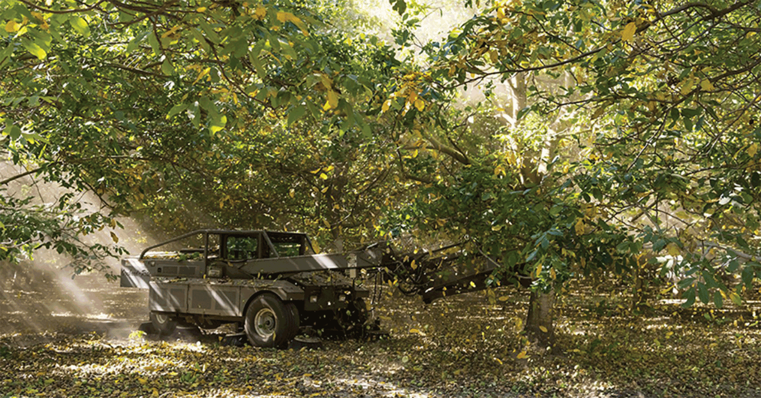 Walnut shaker harvesting walnuts.