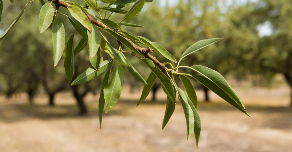 ‘Spoon-feeding’ nitrogen to almond trees helps maximize investment, minimize inefficiencies