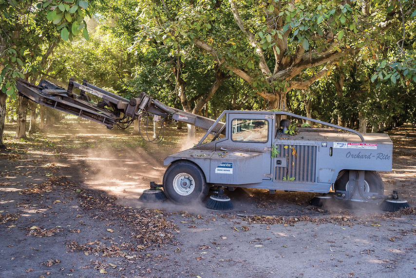 Walnut harvest.