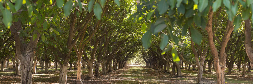 USDA coronavirus assistance for walnut growers available
