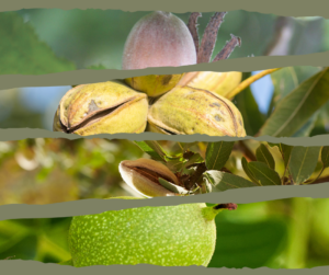 Collage of a variety of tree nuts, including hazelnuts, pecans, almonds and walnuts.