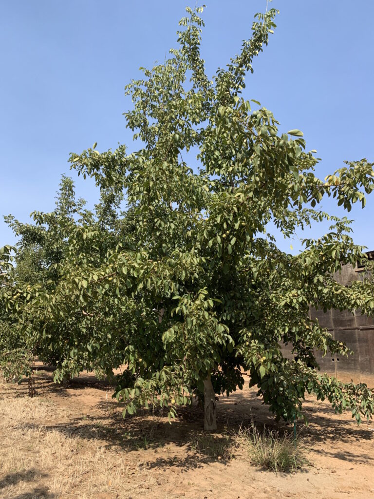 The ‘UC Wolfskill’ walnut will allow earlier harvest