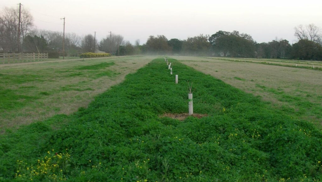 LSU shares pecan fertilization alternatives