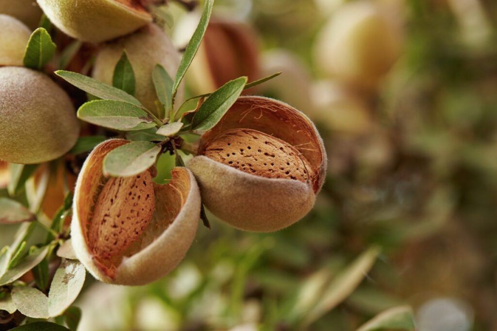 USDA-NASS projects smaller crop for California almonds