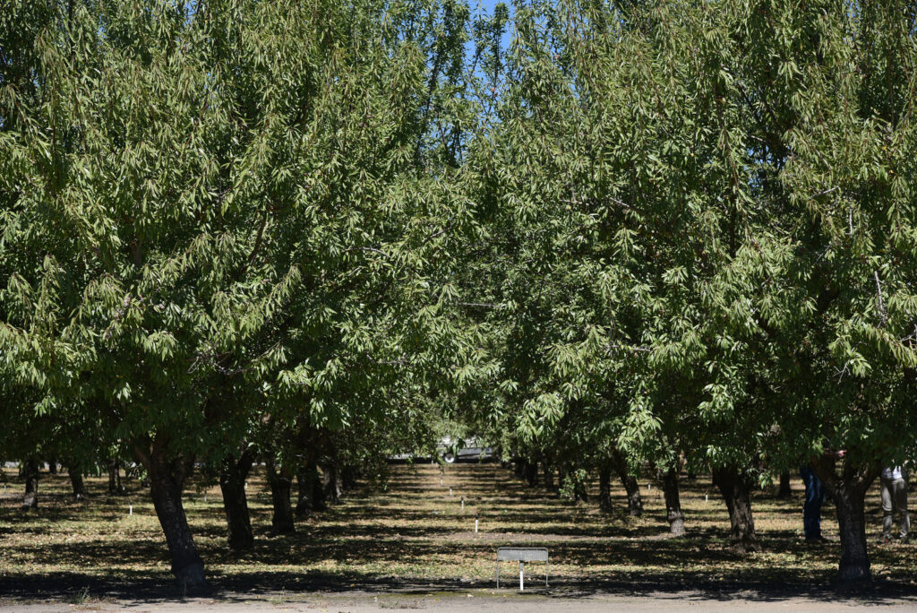 California almond growers manage weather swings, prep for hull split