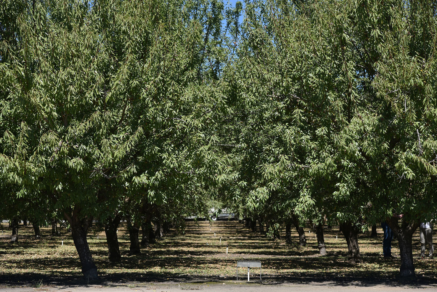 Almond orchard.