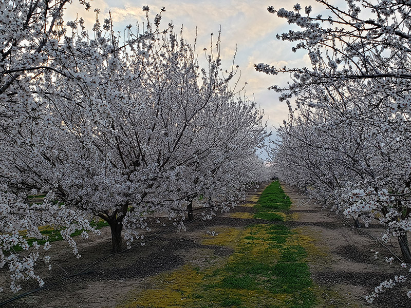 Almond trees in bloom.