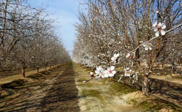 Potassium in almond – Fertigation vs dry top dress
