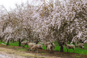 Sheep grazing in an almond orchard beneath trees that are in bloom.