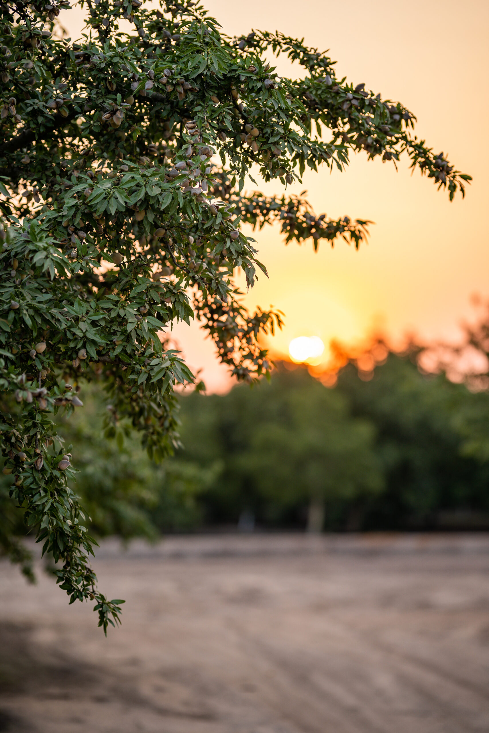 Almond orchard at sunset.